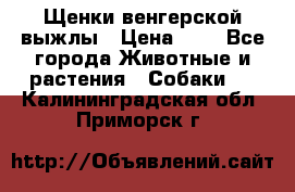 Щенки венгерской выжлы › Цена ­ 1 - Все города Животные и растения » Собаки   . Калининградская обл.,Приморск г.